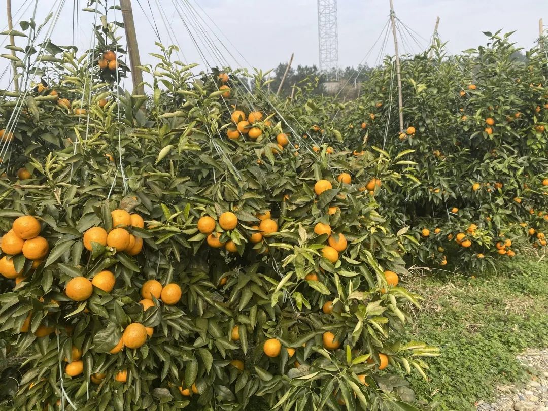 湖南華輝會(huì)計(jì)師事務(wù)所有限責(zé)任公司,湖南正德能達(dá)資產(chǎn)評(píng)估有限公司,財(cái)務(wù)審計(jì),工程造價(jià),記帳報(bào)稅,資產(chǎn)評(píng)估,湖南財(cái)務(wù)管理哪家好